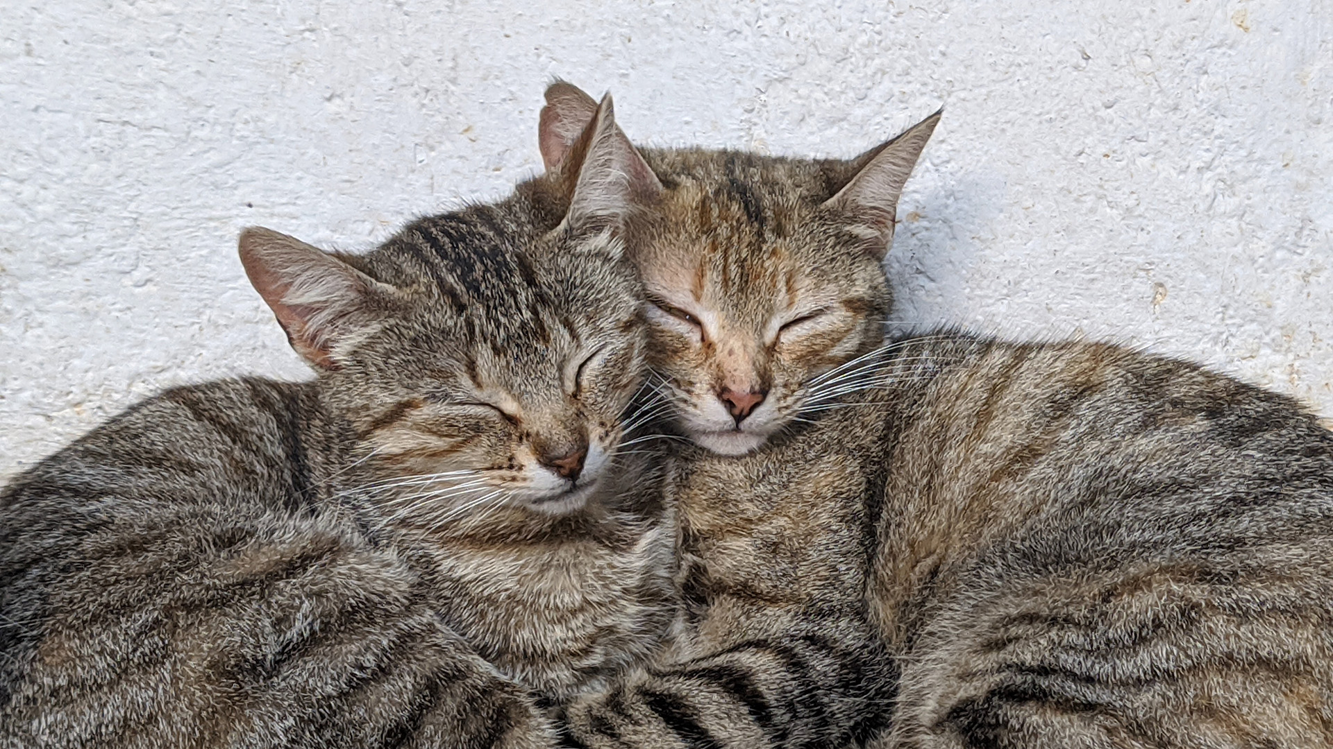 two cats - mariellem-oliveira